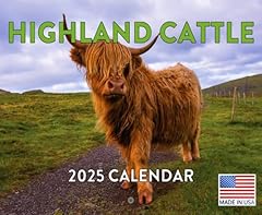 Highland cow calendar for sale  Delivered anywhere in USA 