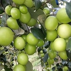 Jujube tree plant for sale  Delivered anywhere in USA 