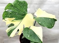 Monstera thai constellation for sale  Delivered anywhere in USA 