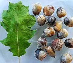 Eastern black oak for sale  Delivered anywhere in USA 