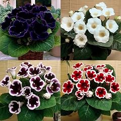 500 mixed gloxinia for sale  Delivered anywhere in USA 