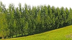 Hybrid willow tree for sale  Delivered anywhere in USA 