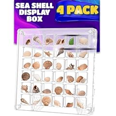 Pack seashell display for sale  Delivered anywhere in USA 