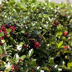 Ilex aquifolium alaska for sale  Delivered anywhere in UK
