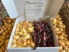 Senshyu yellow blood for sale  Delivered anywhere in UK