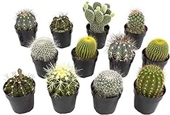 Assorted cactus collection for sale  Delivered anywhere in USA 