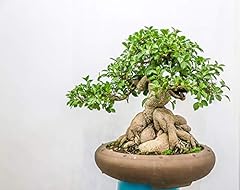 Ficus bonsai tree for sale  Delivered anywhere in USA 