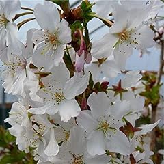 Prunus brilliant plant for sale  Delivered anywhere in UK