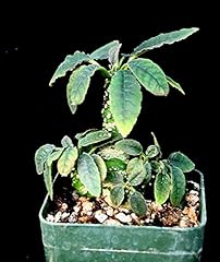 Germinazione semi dorstenia for sale  Delivered anywhere in UK