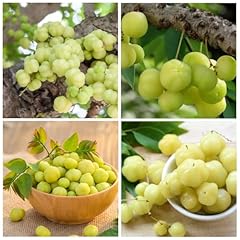 Seed phyllanthus acidus for sale  Delivered anywhere in USA 