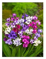 Babiana stricta mixed for sale  Delivered anywhere in UK