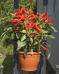 Semi peperoncino piccante usato  Spedito ovunque in Italia 