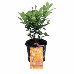Miniature orange tree for sale  Delivered anywhere in USA 