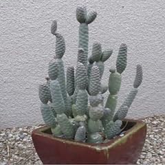 Root tephrocactus articulatus for sale  Delivered anywhere in USA 