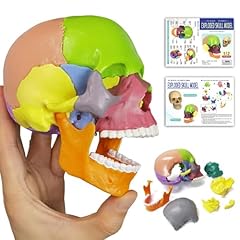 Anatomie schädel modell gebraucht kaufen  Wird an jeden Ort in Deutschland