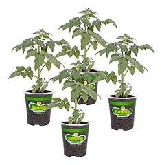 Bonnie plants big for sale  Delivered anywhere in USA 