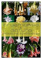 Brugmansia datura exotische d'occasion  Livré partout en Belgiqu