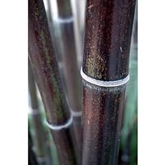Black bamboo plants for sale  Delivered anywhere in Ireland