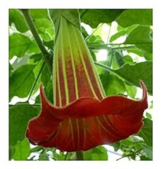 Brugmansia sanguinea rote gebraucht kaufen  Wird an jeden Ort in Deutschland