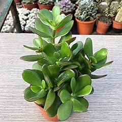 Crassula ovata vaso usato  Spedito ovunque in Italia 