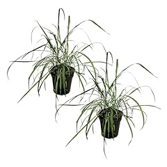 Live lemongrass wards for sale  Delivered anywhere in USA 
