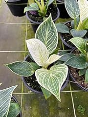 Bubbleblooms philodendron birk for sale  Delivered anywhere in USA 