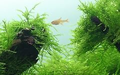 Tropica taxiphyllum barbieri for sale  Delivered anywhere in UK