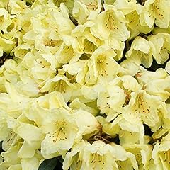 Rhododendron wren evergreen for sale  Delivered anywhere in UK