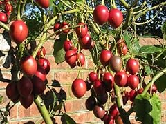 Tamarillo tree tomato for sale  Delivered anywhere in UK
