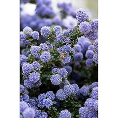 Ceanoto ceanothus thyrsiflorus usato  Spedito ovunque in Italia 