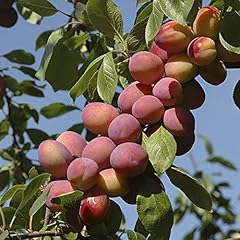 Yougarden plum victoria for sale  Delivered anywhere in Ireland