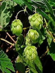 Common hops european for sale  Delivered anywhere in USA 