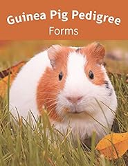 Guinea pig pedigree for sale  Delivered anywhere in UK