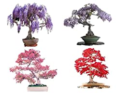 Bonsai tree seed for sale  Delivered anywhere in UK
