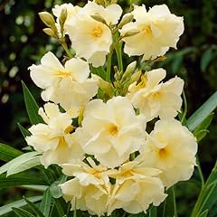 Yougarden nerium oleander for sale  Delivered anywhere in Ireland