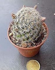Portale cool mammillaria usato  Spedito ovunque in Italia 