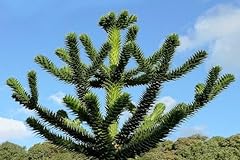 Graines plantes araucaria d'occasion  Livré partout en France