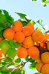 Apricot moorpark fruit for sale  Delivered anywhere in Ireland