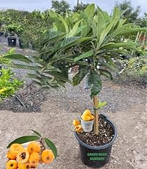 Loquat fruit tree for sale  Delivered anywhere in USA 