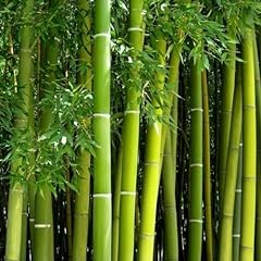 Giant bamboo seeds for sale  Delivered anywhere in USA 