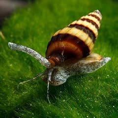 Aquatics assassin snail for sale  Delivered anywhere in UK