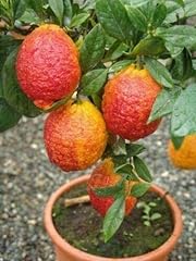 Limone rosso citrus usato  Spedito ovunque in Italia 