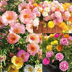 10000 mixed portulaca for sale  Delivered anywhere in USA 
