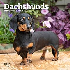 Dachshunds 2024 inch for sale  Delivered anywhere in USA 