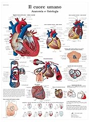 Scientific vr4334l coeur d'occasion  Livré partout en France