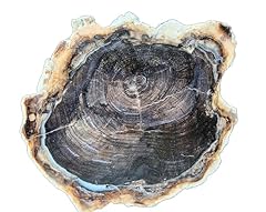 Petrified wood log for sale  Delivered anywhere in USA 