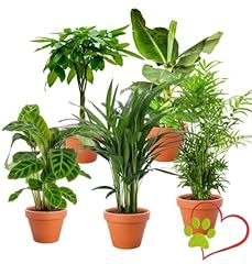 Lot plantes pet d'occasion  Livré partout en France