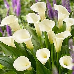 Intimate queen calla for sale  Delivered anywhere in USA 