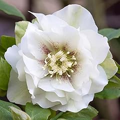 Hellebore double ellen for sale  Delivered anywhere in UK