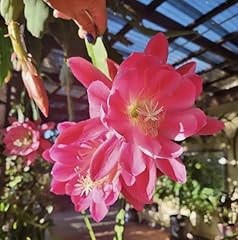 Generic epiphyllum meadow for sale  Delivered anywhere in USA 